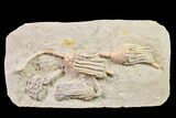 Fossil Crinoid Plate (Four Species) - Crawfordsville, Indiana #157252-1